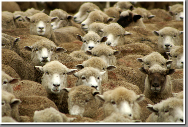 Sheep farming in Tierra del Fuego