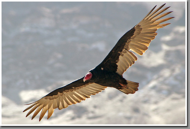 Turkey vulture over Pisagua cemetery
