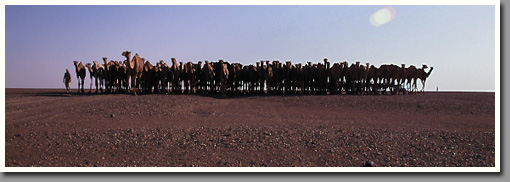 A Sudanese camel caravan approaching Jebel Uweinat