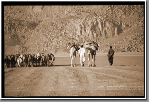 Sudanese camel caravan approaching mountains of Jebel Arkenu